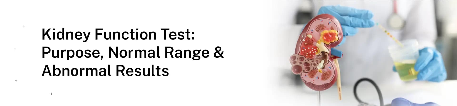 Kidney Function Test: Purpose, Normal Range & Abnormal Results
