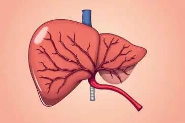 Grades of Fatty Liver Explained: How Severe Is Your Condition?