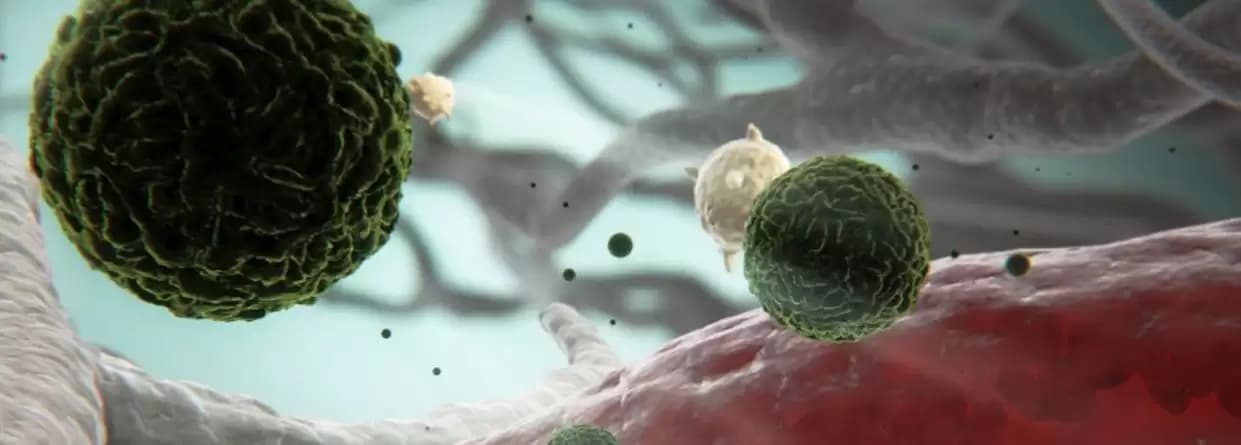 Understand Dengue Virus Infection Of Blood