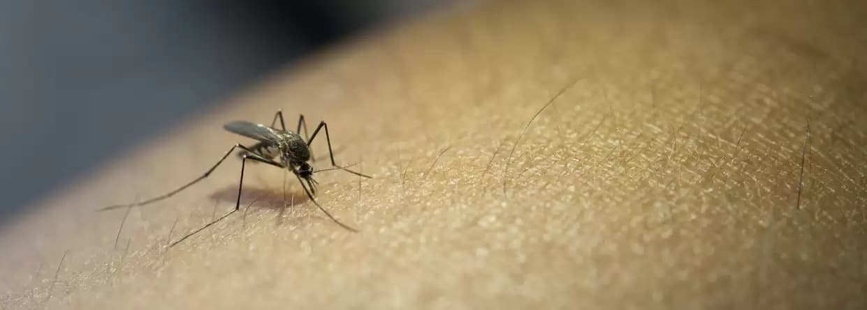 Common Mosquito-Borne Diseases In Rajasthan